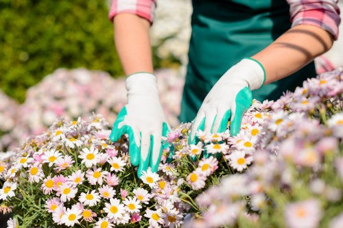 Expert pruning and trimming services in a Parsons Green garden